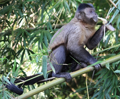 nail monkey