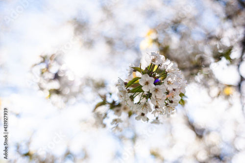 White cherry blossoms on a sunny day. Background, banner