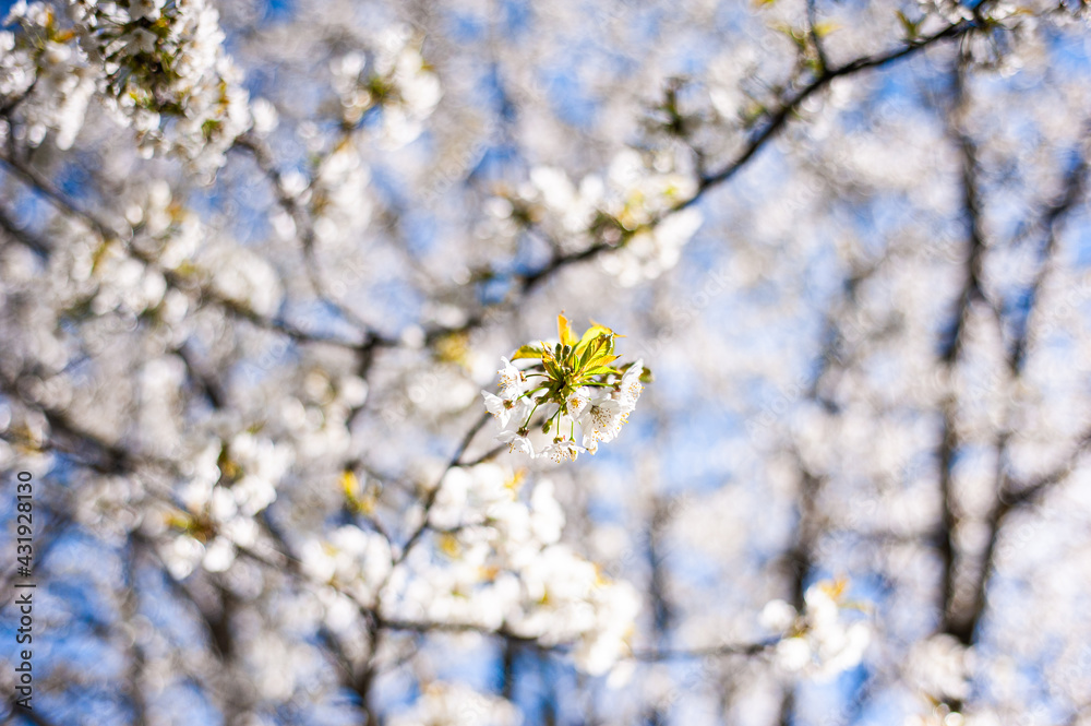 White cherry blossoms on a sunny day. Background, banner White cherry blossoms on a sunny day. Background, banner