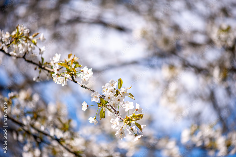 White cherry blossoms on a sunny day. Background, banner White cherry blossoms on a sunny day. Background, banner