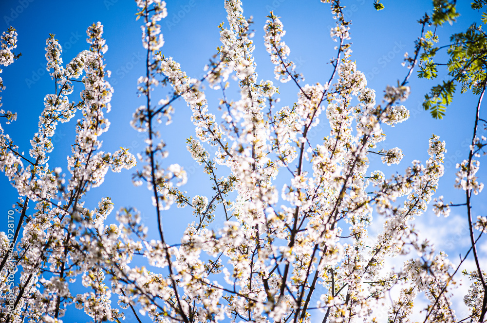 White blossom of apple blossoms on a sunny day on a background of blue sky. Background, banner