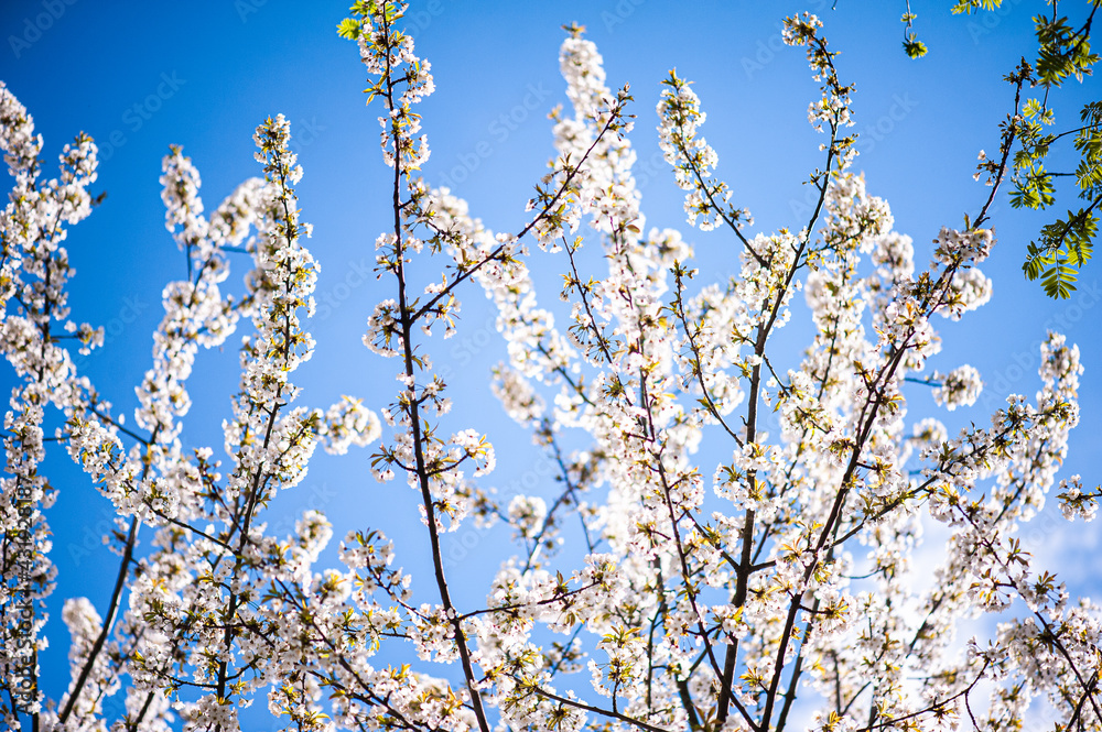 White blossom of apple blossoms on a sunny day on a background of blue sky. Background, banner White blossom of apple blossoms on a sunny day on a background of blue sky. Background, banner
