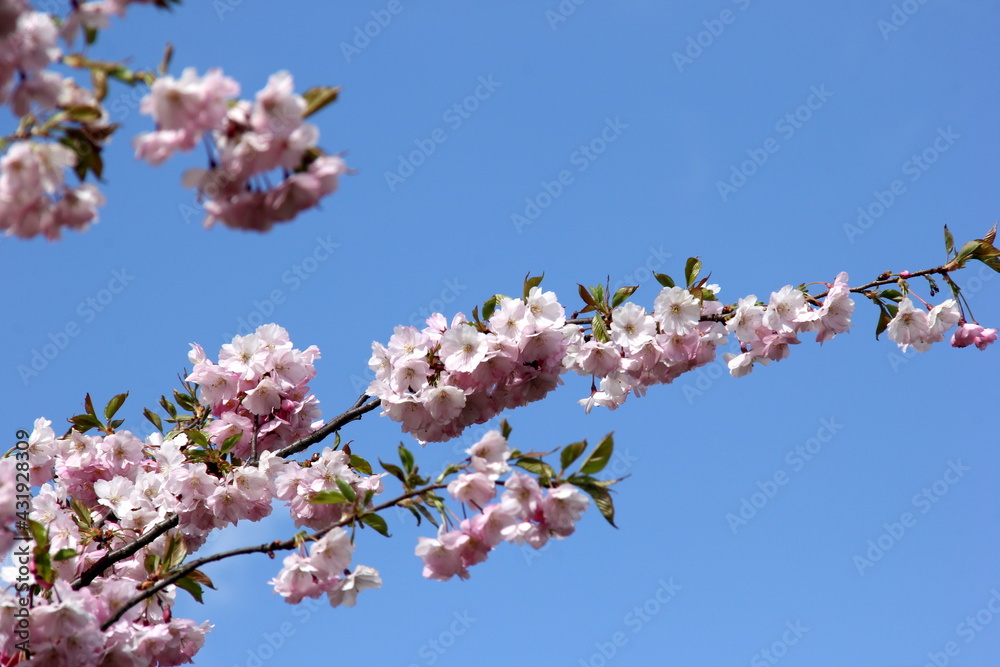 Pink cherry blossoms on branches on a sky background, Cherry blossoms or sakura in Riga, Latvia Pink cherry blossoms on branches on a sky background, Cherry blossoms or sakura in Riga, Latvia