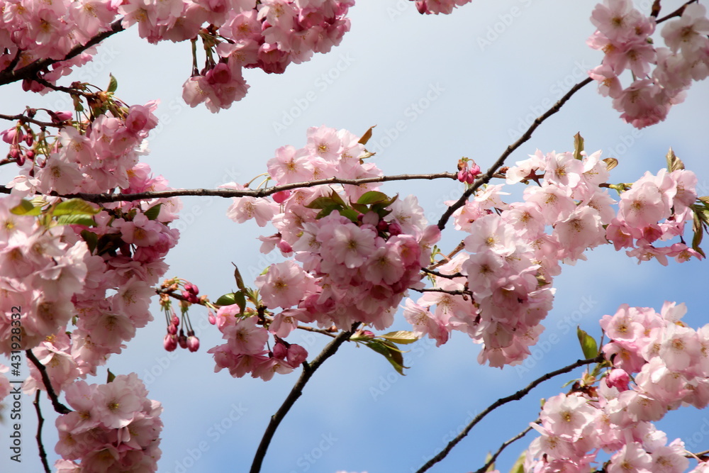 Pink cherry blossoms on branches on a sky background, Cherry blossoms or sakura in Riga, Latvia Pink cherry blossoms on branches on a sky background, Cherry blossoms or sakura in Riga, Latvia