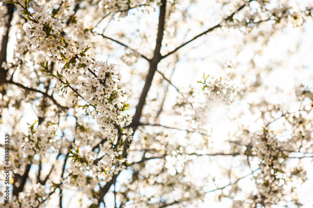 White cherry blossoms on a sunny day. Background, banner White cherry blossoms on a sunny day. Background, banner