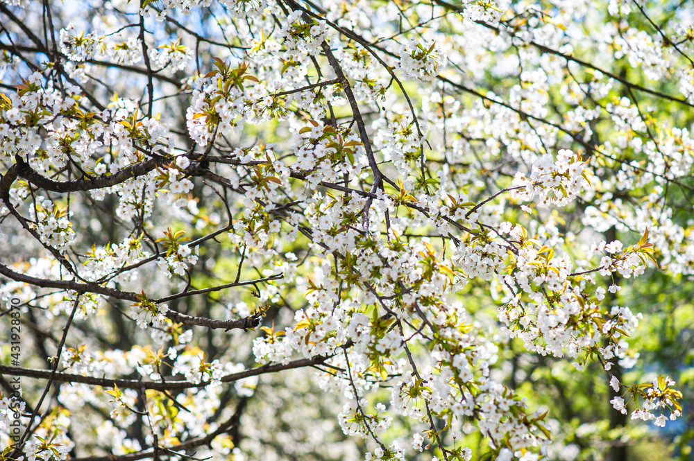 White cherry blossoms on a sunny day. Background, banner White cherry blossoms on a sunny day. Background, banner