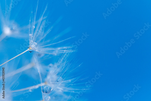 Dandelion seeds with dew drops are a perfect decoration for a stylish interior © Francesco