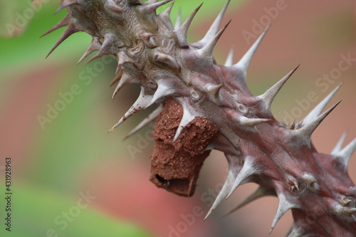 macro