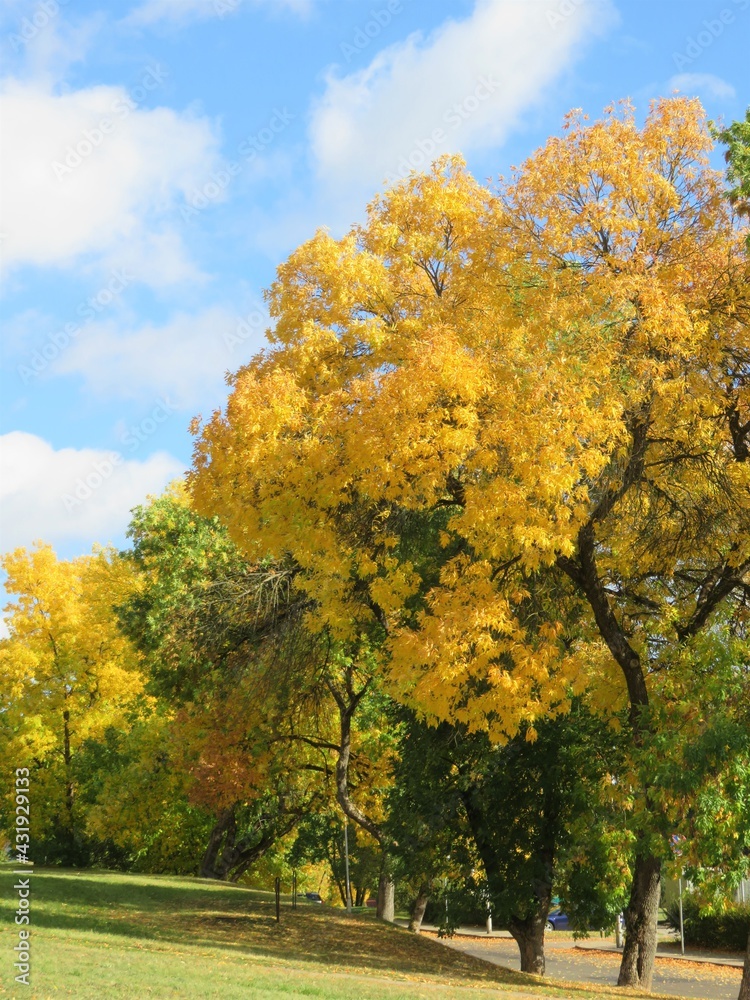Fototapeta premium autumn trees in the park