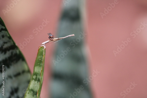 macro
