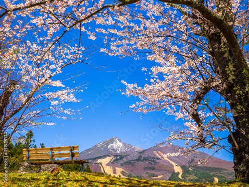 View point for the mountain under cherry blossom trees blooming in full (Kamegajo park, Inawashiro, Fukushima) photo