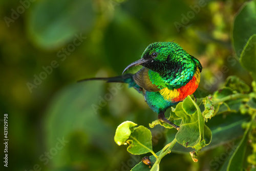 Beautiful Sunbird - Cinnyris pulchellus, beautiful small perching bird from African gardens and woodlands, lake Ziway, Ethiopia. photo