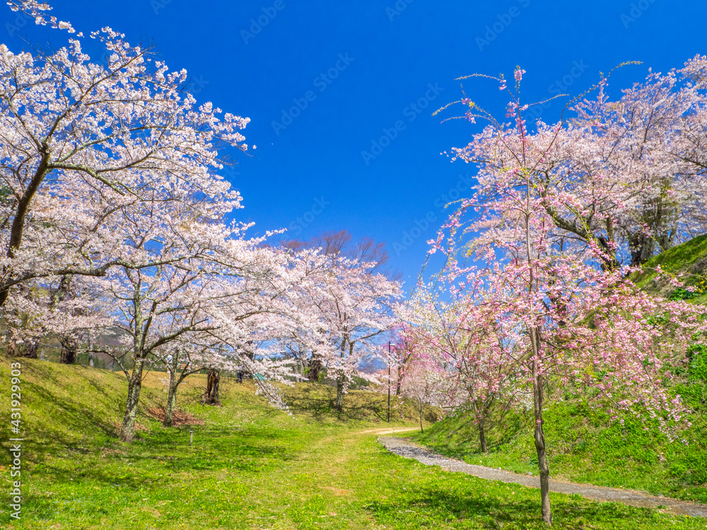 Pathway through a park with cherry blossom trees blooming in full (Kamegajo park, Inawashiro, Fukushima) Pathway through a park with cherry blossom trees blooming in full (Kamegajo park, Inawashiro, Fukushima)
