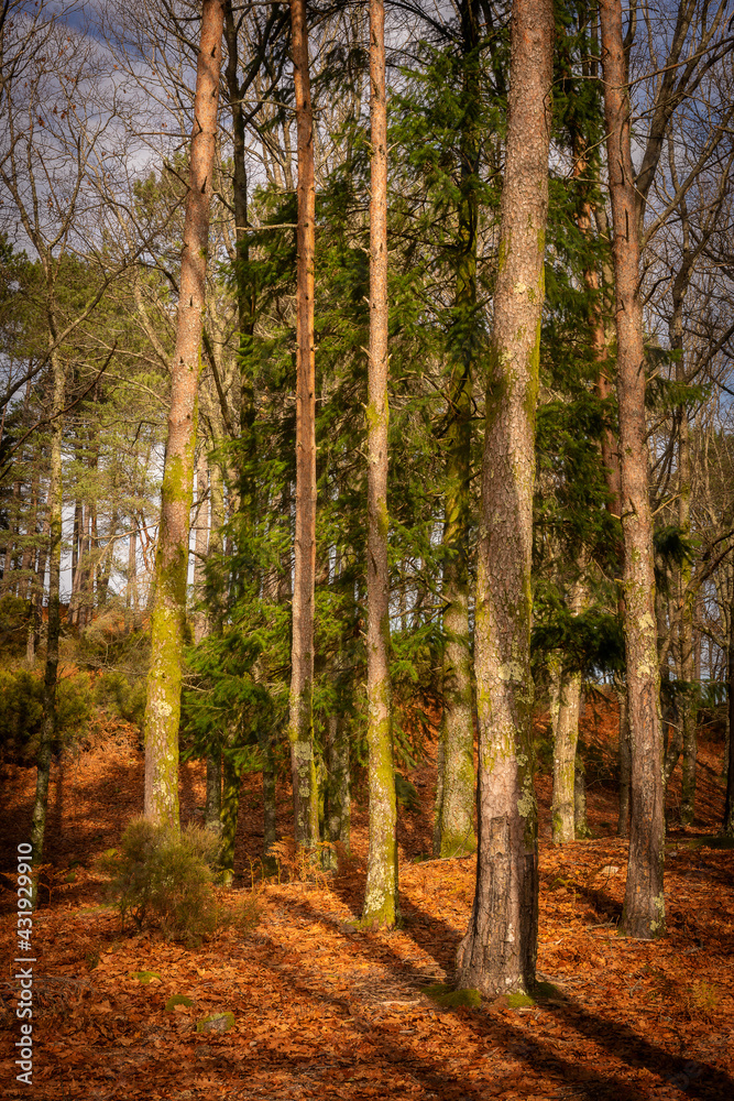 Fototapeta premium Pine trees on a fall landscape with red and orande colors in Mondim de Basto, Portugal