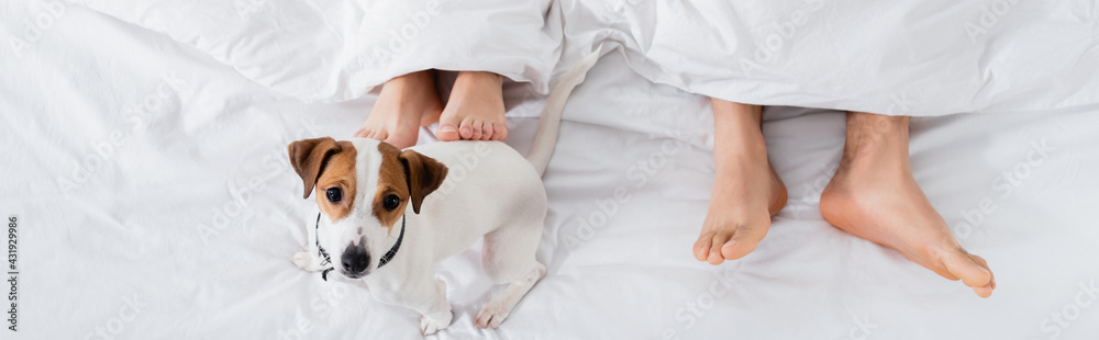 top view of barefoot couple under blanket lying near jack russell terrier on bed, banner. top view of barefoot couple under blanket lying near jack russell terrier on bed, banner.