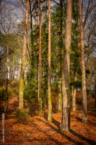 Pine trees on a fall landscape with red and orande colors in Mondim de Basto  Portugal