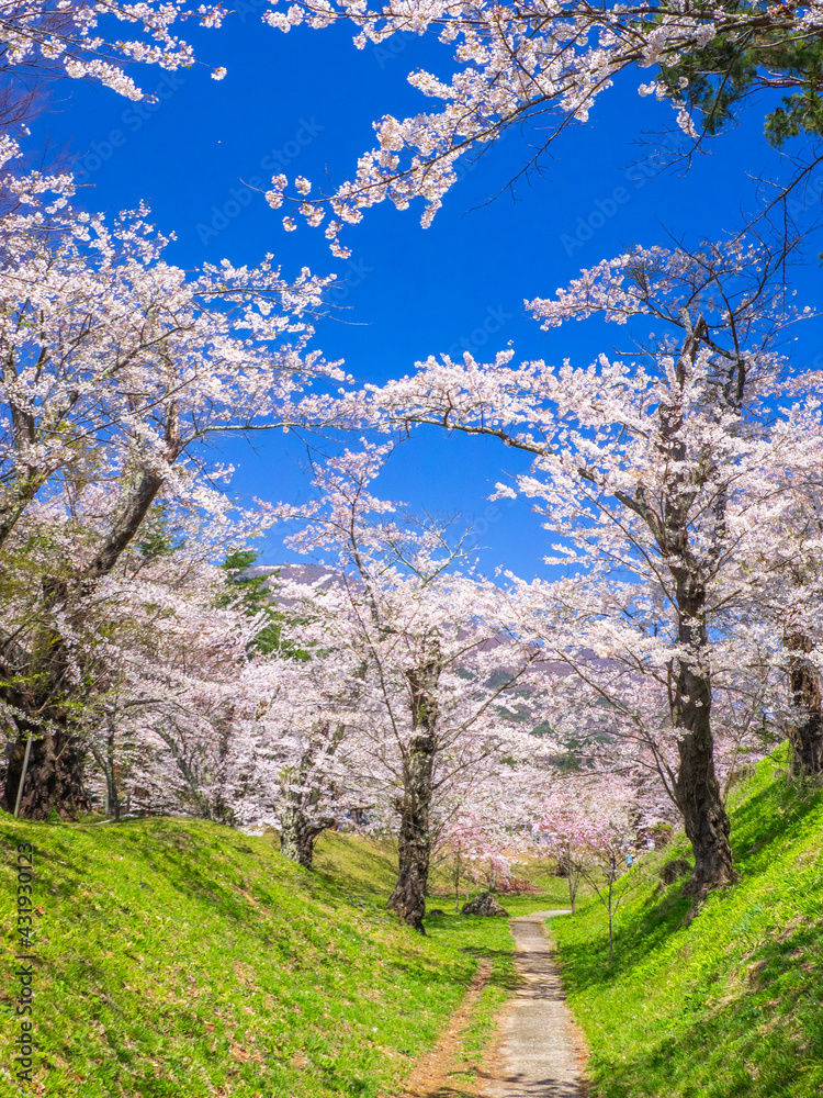 Pathway through a park with cherry blossom trees blooming in full (Kamegajo park, Inawashiro, Fukushima)