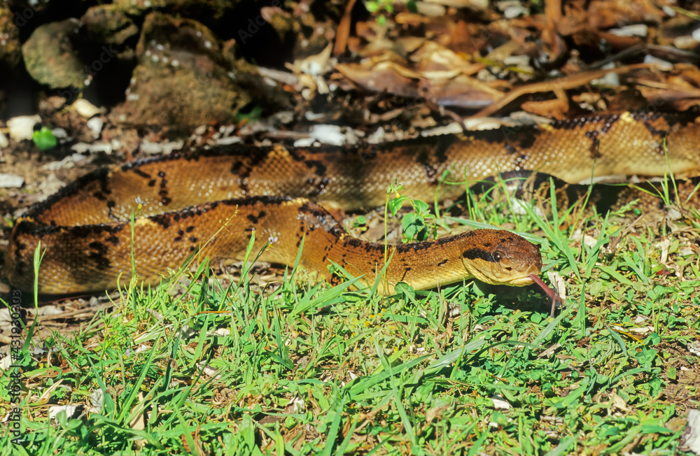 Lachesis muta