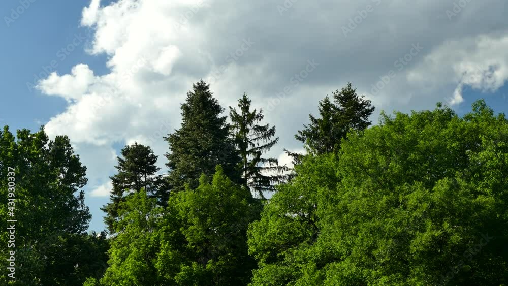 Top of green trees and beautiful clouds. Spring nature landscape. Top of green trees and beautiful clouds. Spring nature landscape.