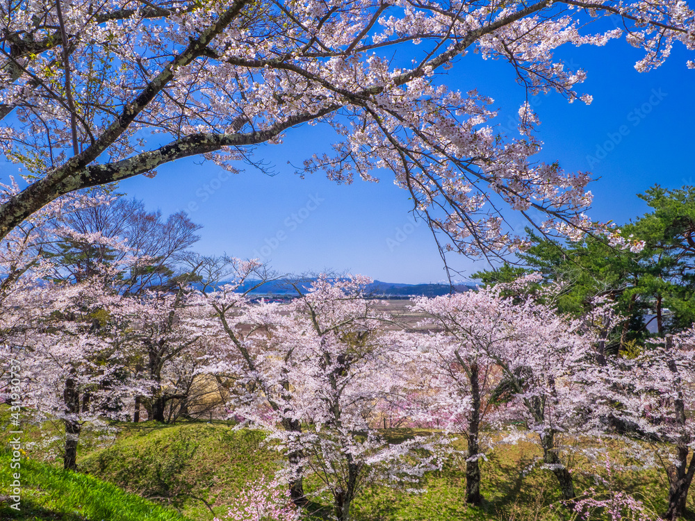 View from the top of hill in a park with cherry blossom trees blooming in full (Kamegajo park, Inawashiro, Fukushima)