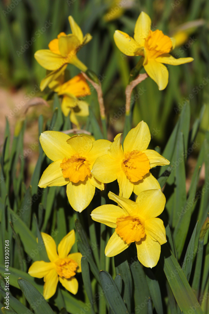 Bright yellow daffodil flowers in a garden Bright yellow daffodil flowers in a garden