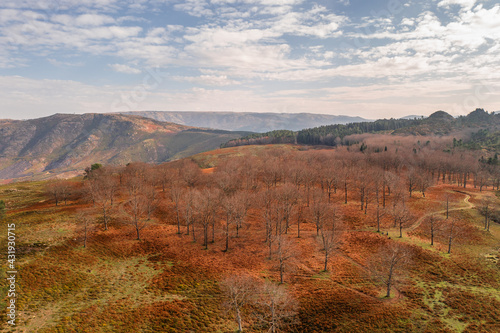 Drone aerial landscape view of pine trees and mountains during Fall in Mondim de Basto, Portugal