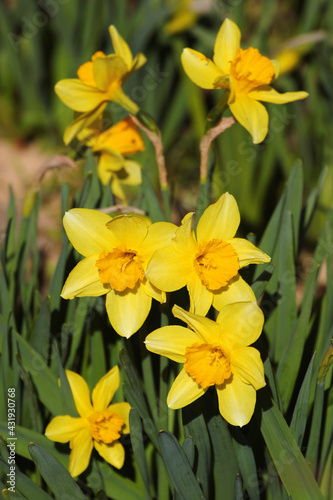 Bright yellow daffodil flowers in a garden