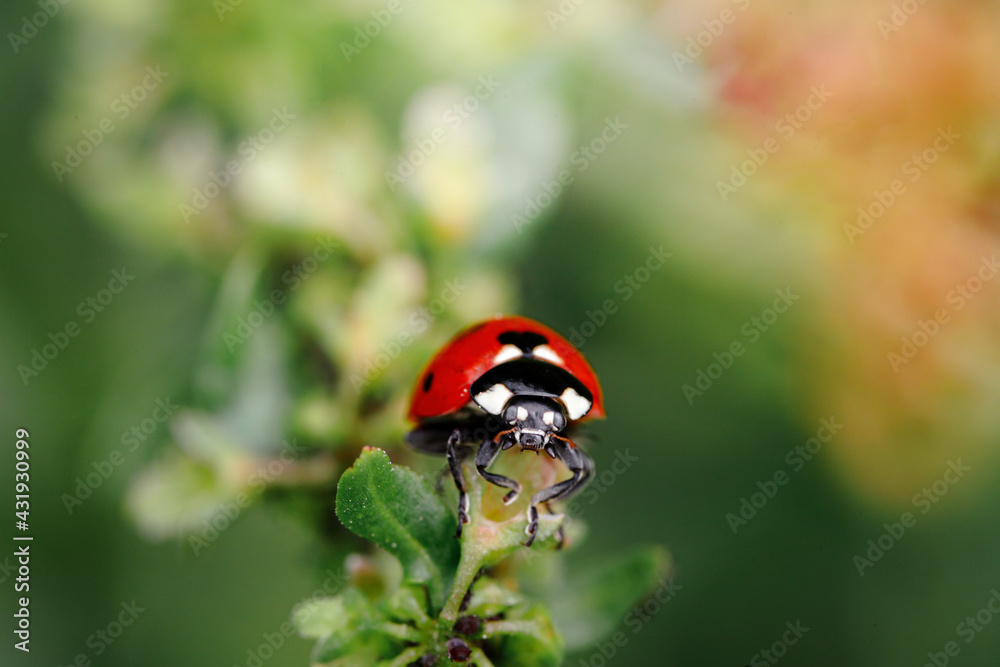Fototapeta premium Spring Nature background. Green grass with ladybug. Beautiful nature background with morning fresh grass and ladybug.