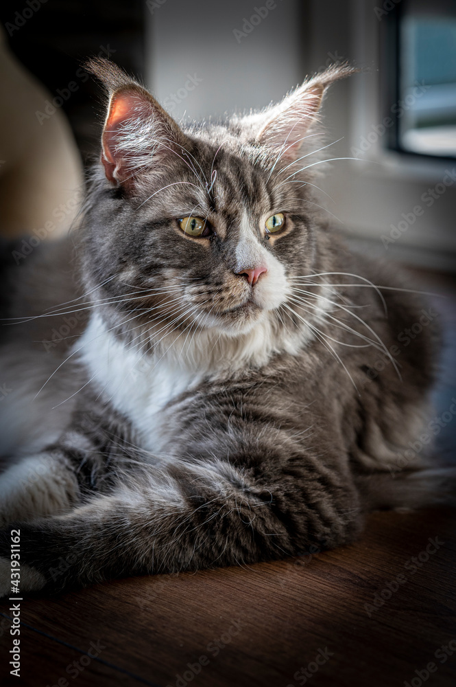 Maine Coon Kater 