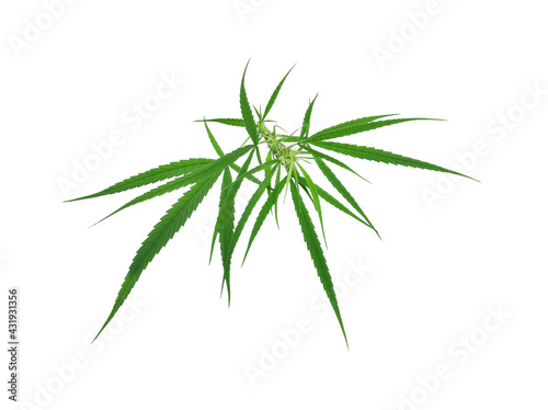 Fresh marijuana or cannabis leaf with flowers isolated on white background