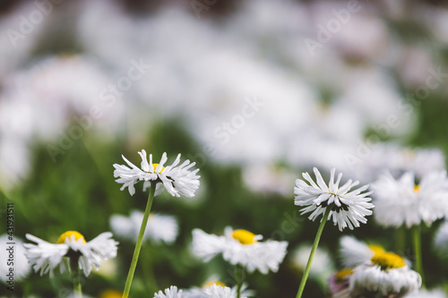 White daisy flowers background with green grass © progressman