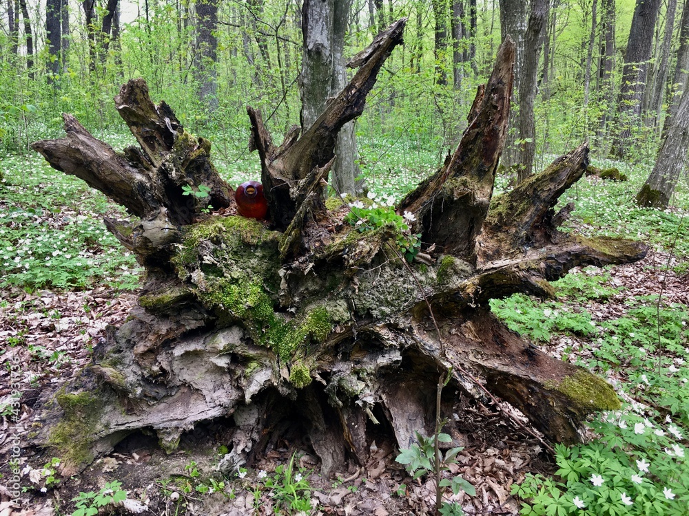 trunk of a tree trunk of a tree