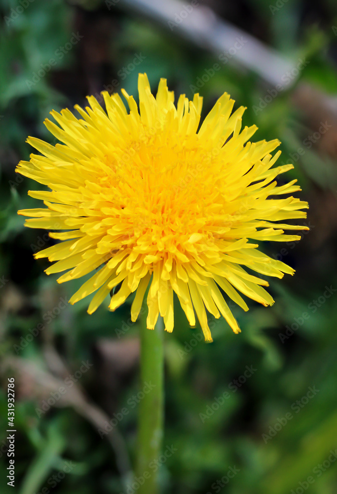 Nahaufnahme eines gewöhnlichen Löwenzahn. Daraus wird später eine Pusteblume mit dem Samen. Nahaufnahme eines gewöhnlichen Löwenzahn. Daraus wird später eine Pusteblume mit dem Samen.