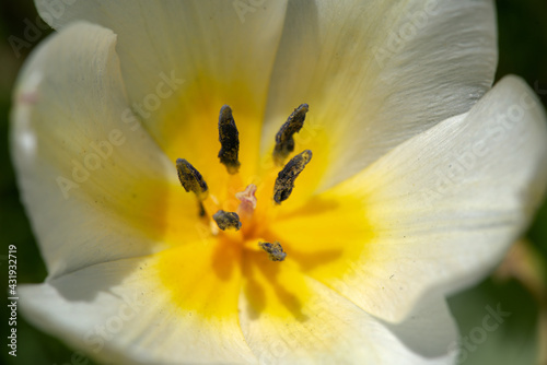 beautiful inside of a tulip
