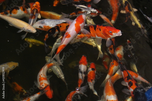 goldfish in aquarium