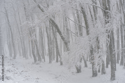 Pine trees covered in snow on a white winter landscape in Mondim de Basto, Portugal photo