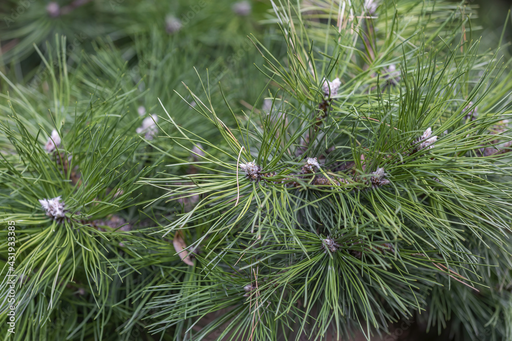 Fluffy textured leaves of evergreen coniferous tree Fluffy textured leaves of evergreen coniferous tree