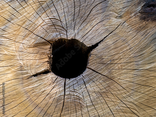 Une matière de bois de chêne coupé en forêt /A material of oak wood cut in the forest