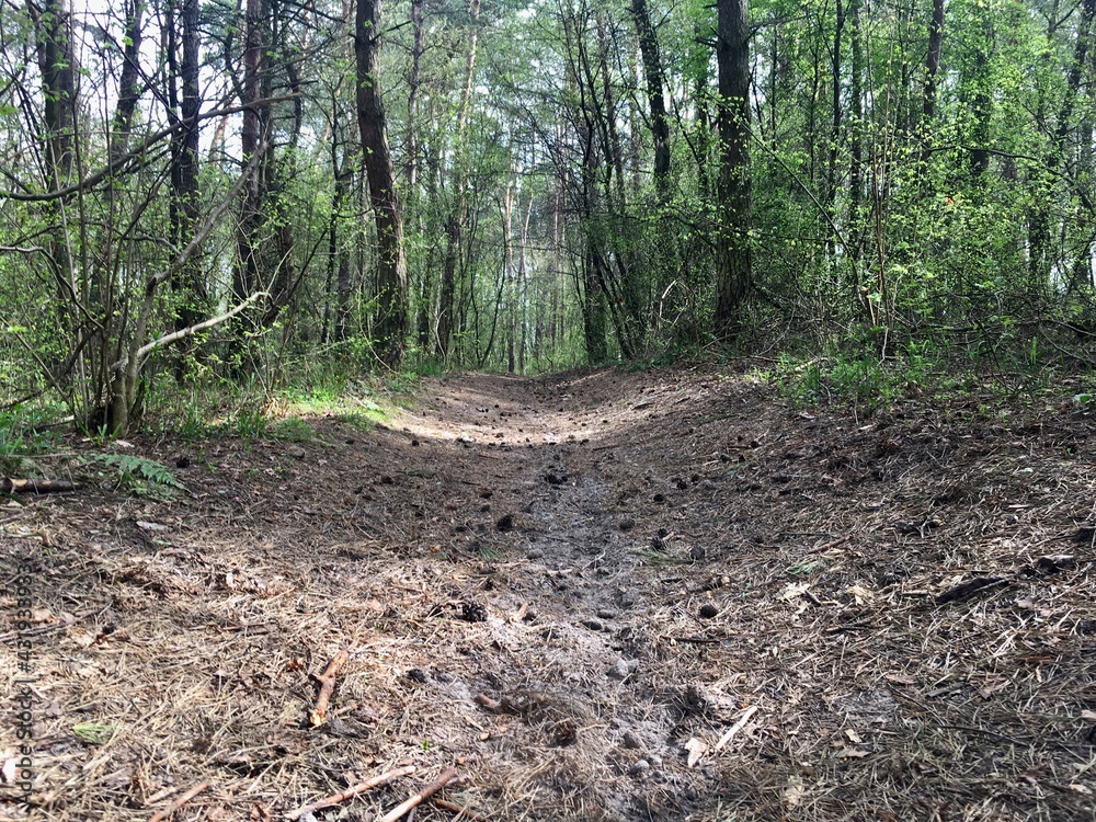 path in the forest