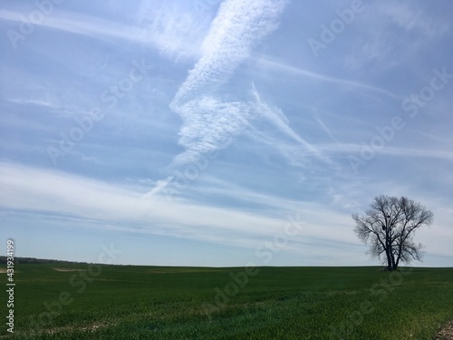 tree in the field