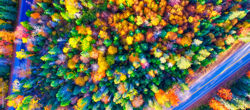 Foliage forest in autumn. New England aerial view. Road across the woods