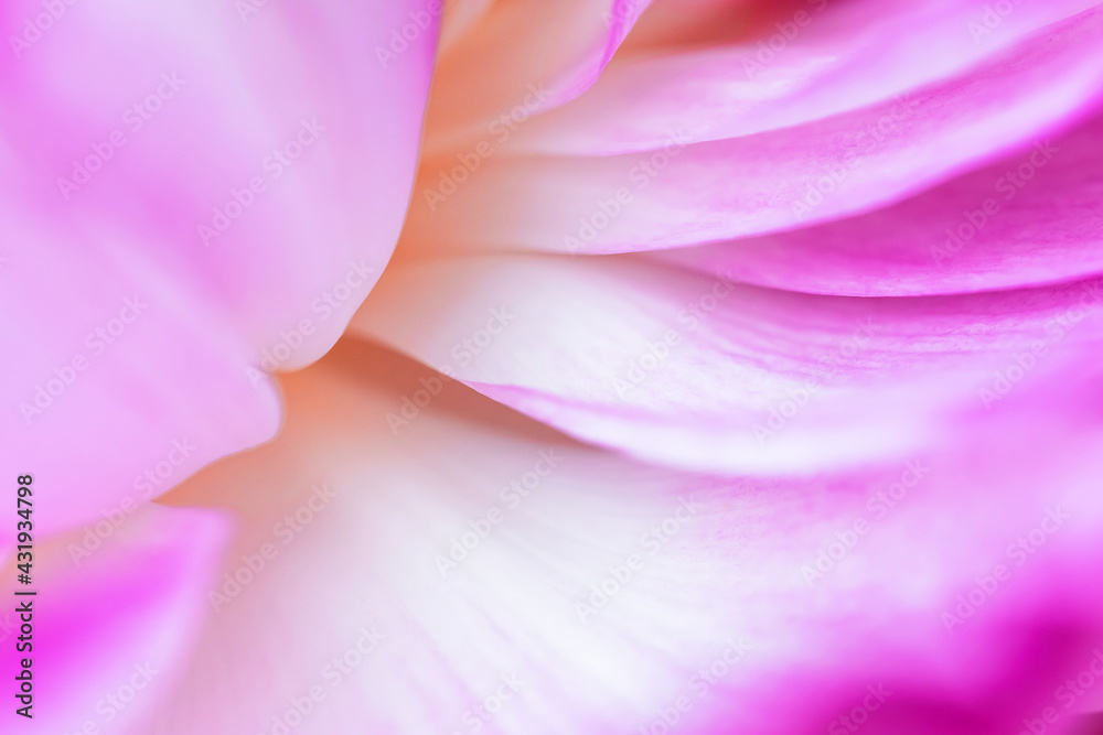 Nature view of pink lotus petals on blur background in garden with copy space using as background natural plants landscape Nature view of pink lotus petals on blur background in garden with copy space using as background natural plants landscape
