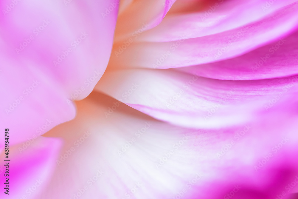 Nature view of pink lotus petals on blur background in garden with copy space using as background natural plants landscape