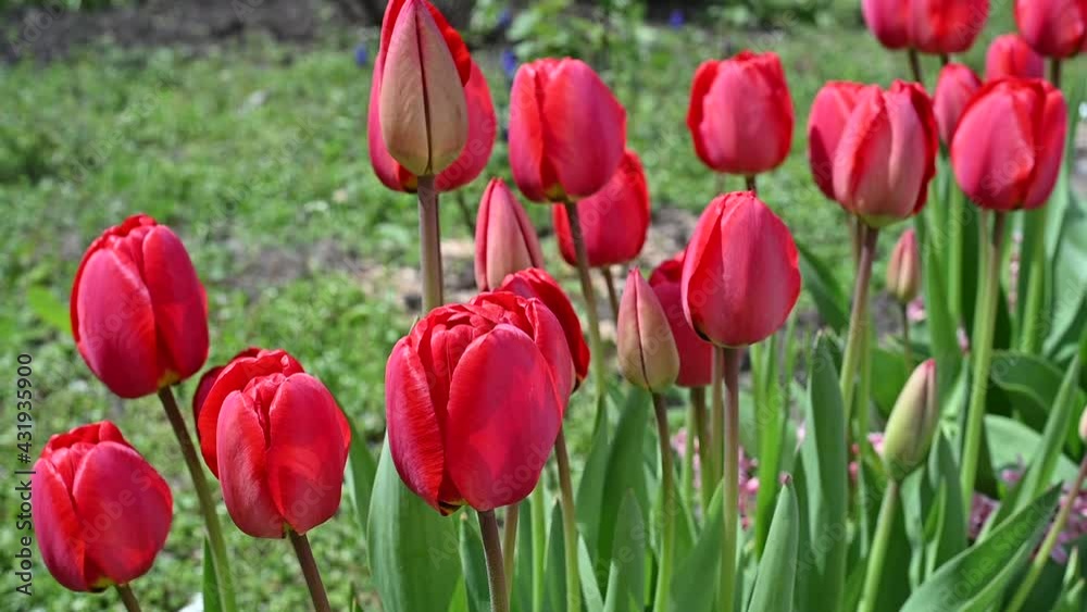 Red tulips grow in the garden, swaying in the wind. Spring time. Red tulips grow in the garden, swaying in the wind. Spring time.