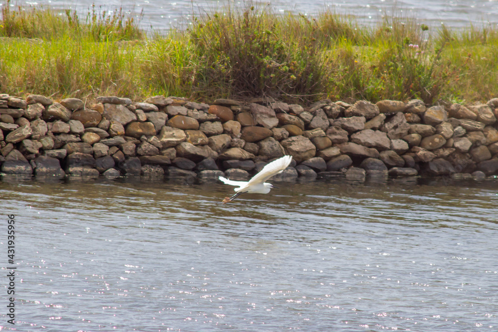 Fototapeta premium The little egret (Egretta garzetta) at the Nature Reserve Saline of Tarquinia , little egret looking for fishing on the swamp 