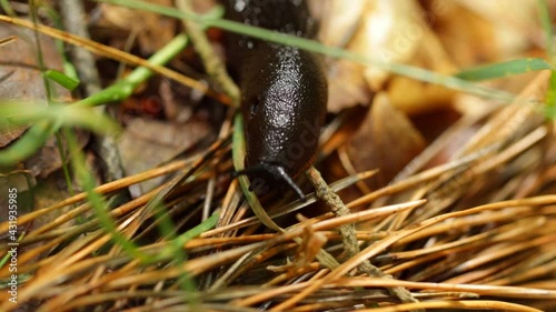 Macro Forest Floor In Rain, Slug Crawling,