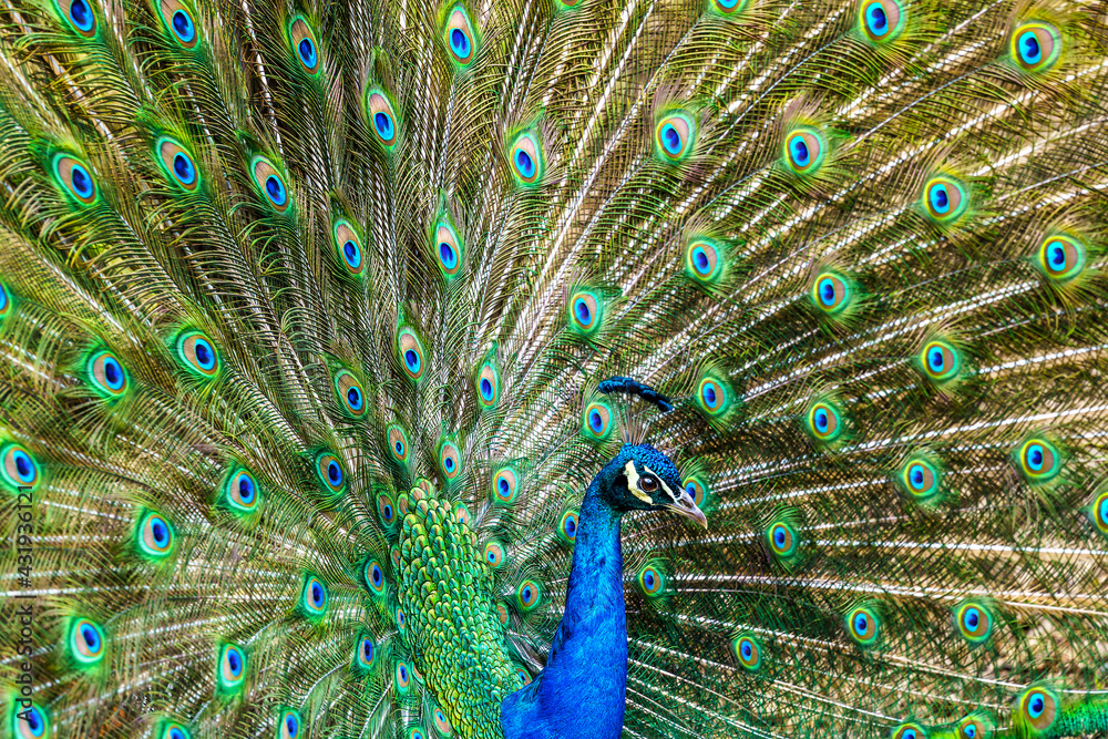 Naklejka premium Pfau in voller Pracht