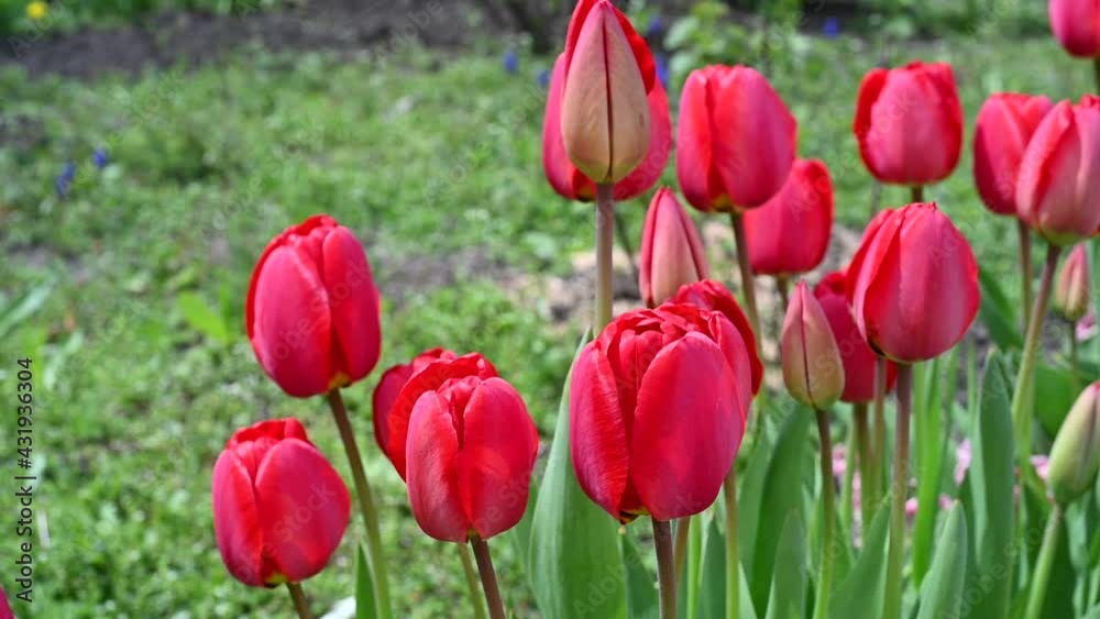 Red tulips grow in the garden, swaying in the wind. Spring time. Red tulips grow in the garden, swaying in the wind. Spring time.