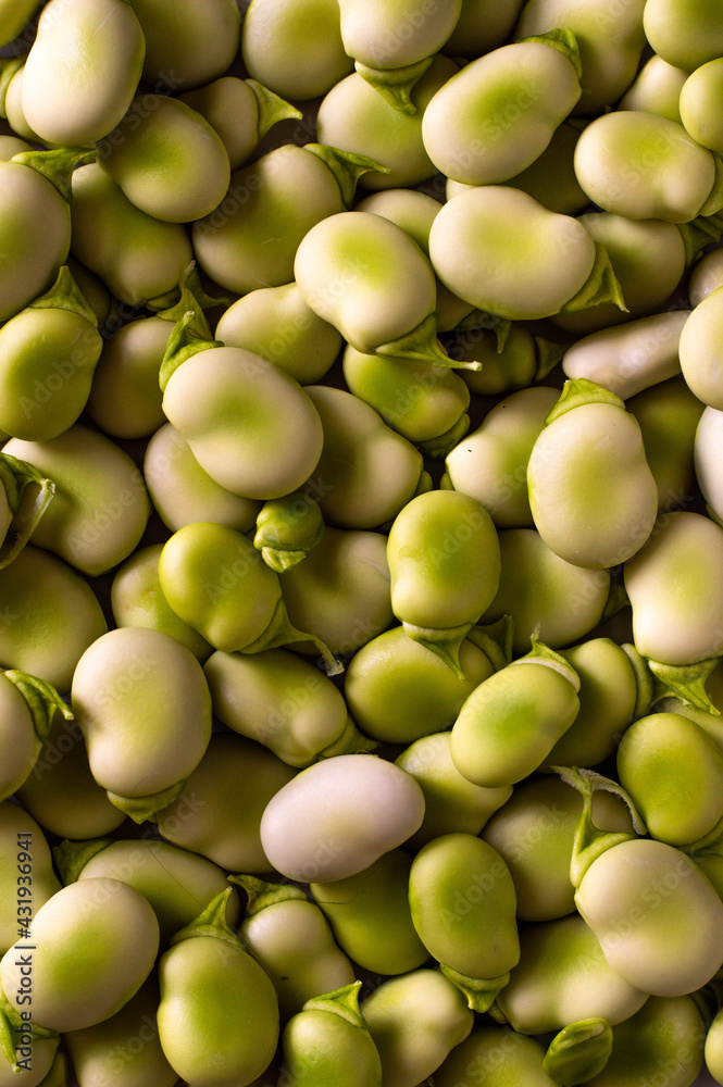 Raw Organic Fresh Green Fava Beans (or broad beans)