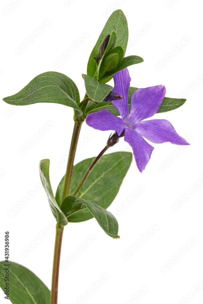 Fototapeta premium Violet flower of periwinkle, lat. Vinca, isolated on white background